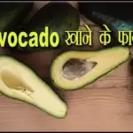 Avocado in Hindi