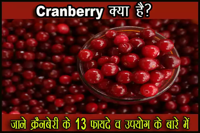 Cranberry in hindi
